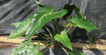 Philodendron Bernardopazii