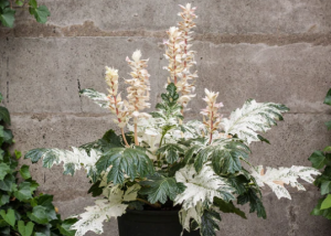 Acanthus Whitewater