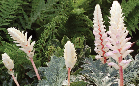 Acanthus Whitewater