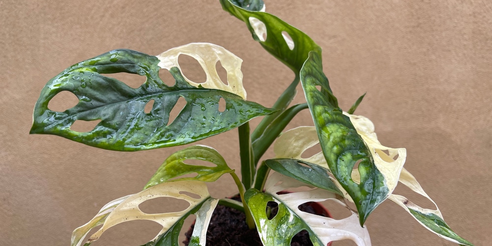 Variegated Monstera Adansonii