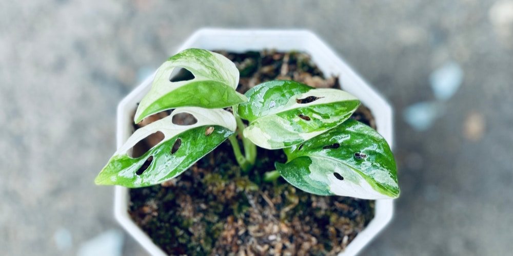 Variegated Monstera Adansonii