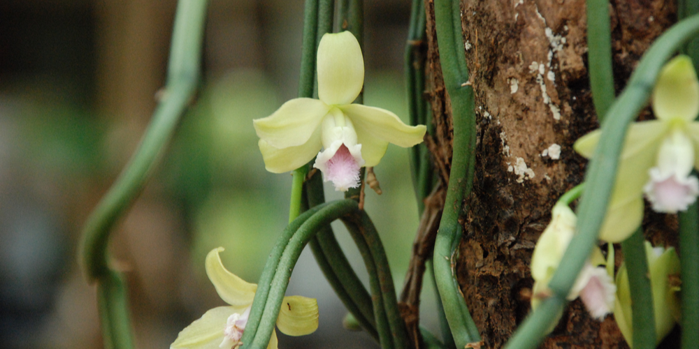 variegated vanilla orchid