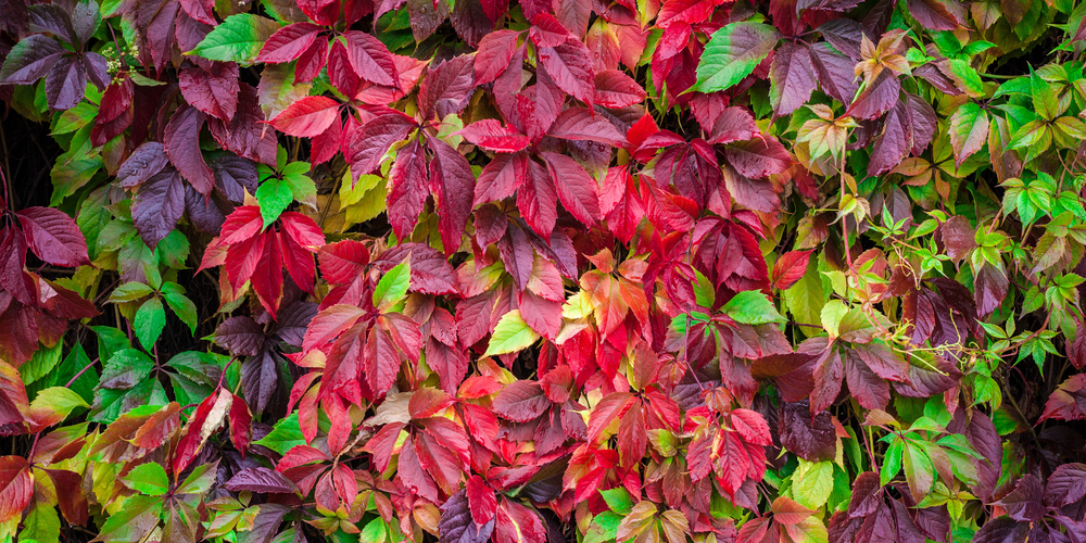 Plants With 5 Leaves per Stem