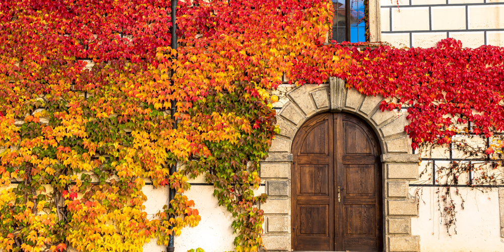 How to Get Rid of Virginia Creeper