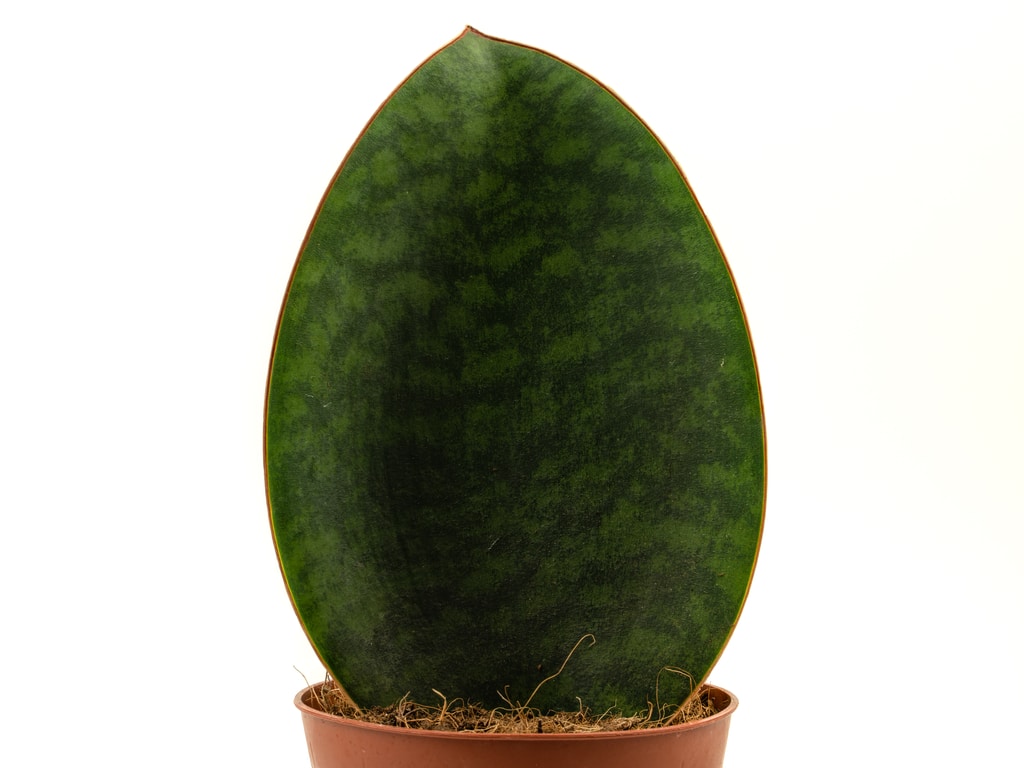 Whale Fin Sansevieria