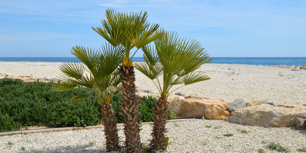 Are There Palm Trees in Georgia?