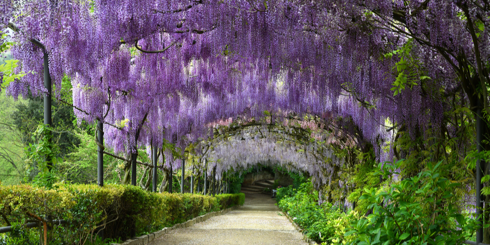 Does Wisteria Grow In Florida