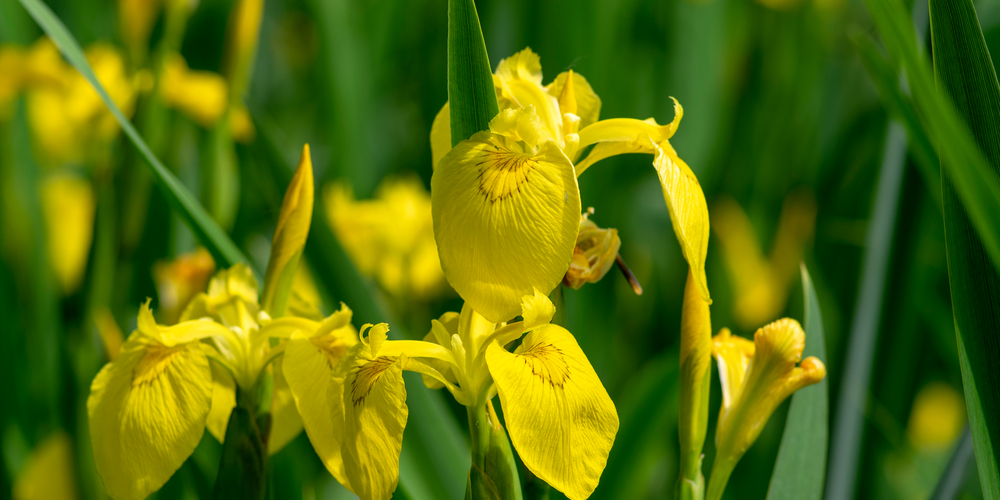 When to Plant Iris Bulbs in Oregon