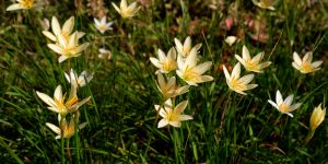 Star Shaped Flowers