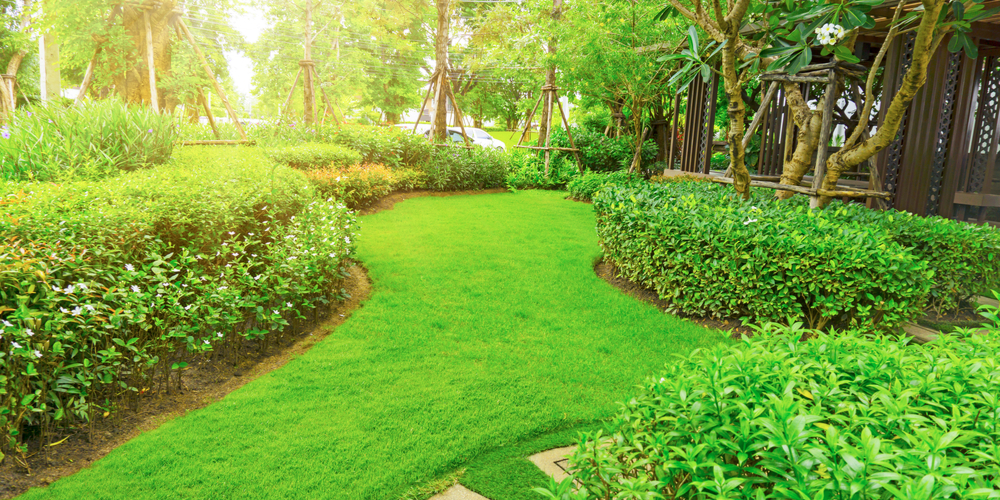 Zoysia vs Centipede grass