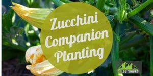 Zucchini Companion Planting