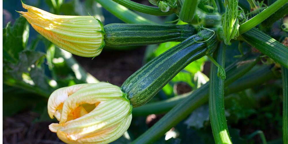 when to pick zucchini