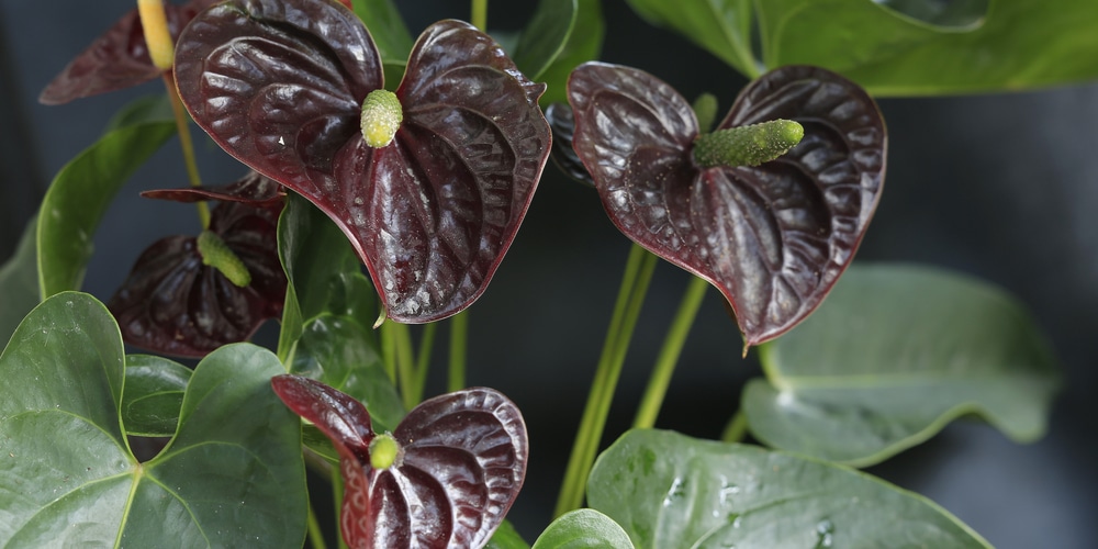 anthurium black beauty