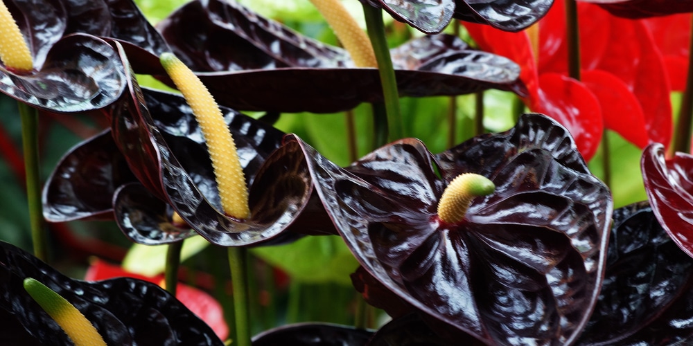 anthurium black beauty