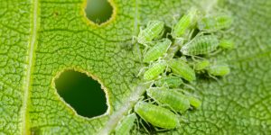 Do Ladybugs Eat Ants?