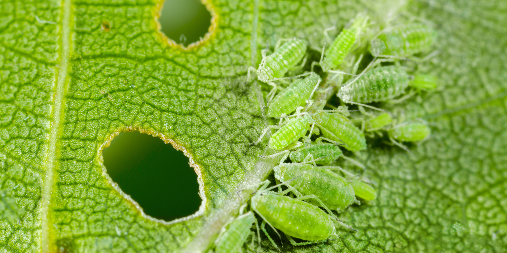 What's Eating My Honeysuckle Leaves?