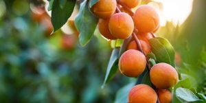 Do Apricot Trees Grow in Virginia?