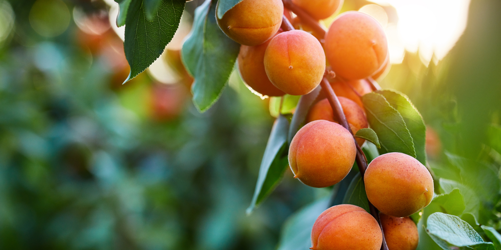 Minnesota Fruit Trees