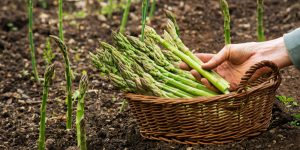 asparagus seedlings falling over