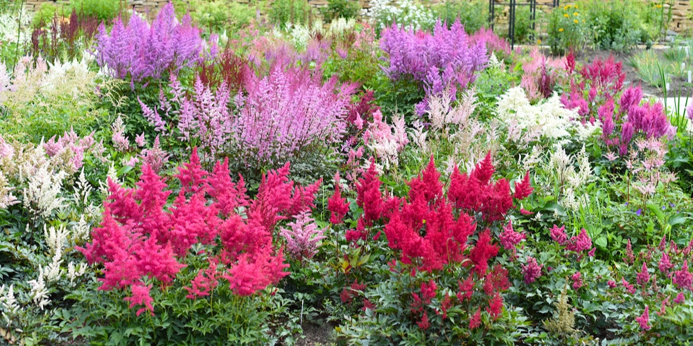 astilbe annual or perennial