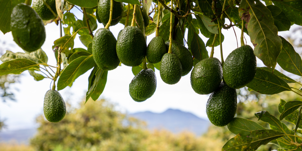 Growing Avocados in Georgia: It's a Challenge - GFL Outdoors