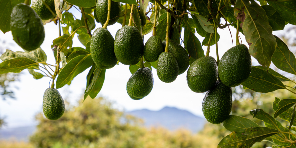 names of green fruits