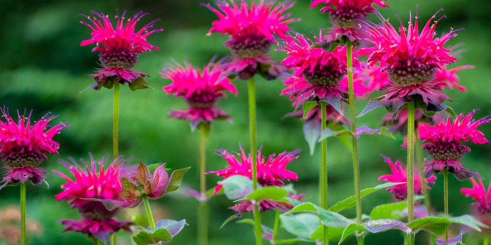 Image of Bee Balm hyssop companion plant