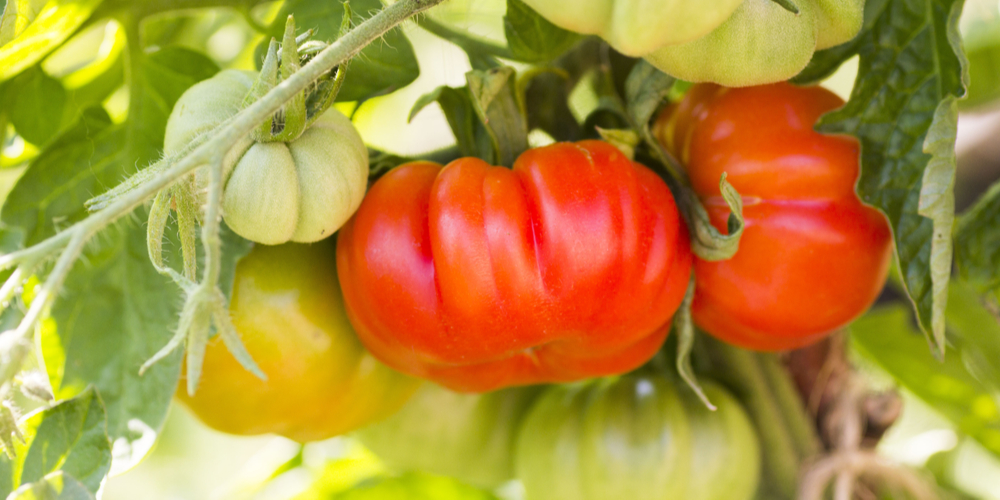 best tomatoes to grow in virginia