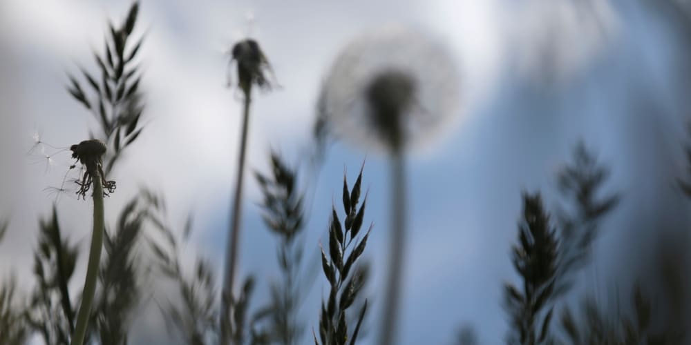 ornamental grasses michigan