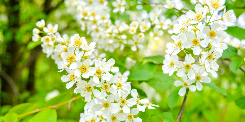 Can Cherry Blossom Trees Grow In Pennsylvania?