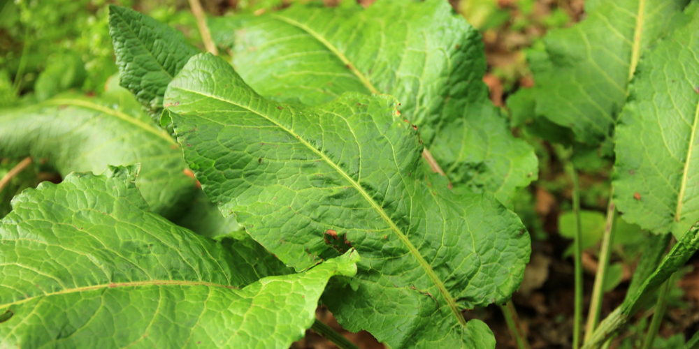 Large Leaf Weeds: 17 Common Weeds - GFL Outdoors