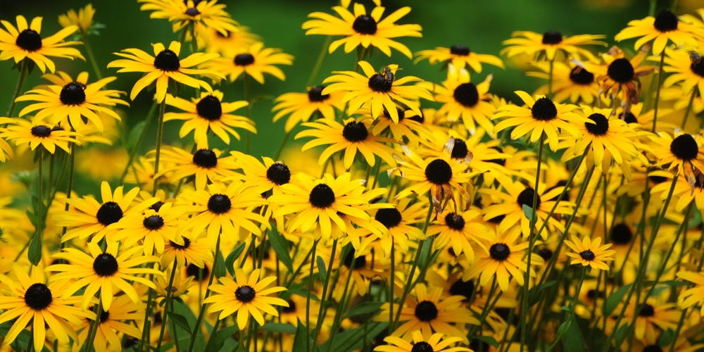 Tall Flowering Plants