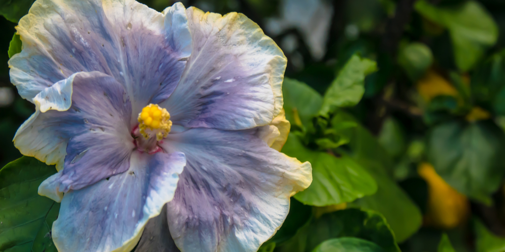 black hibiscus