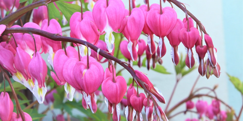 Shade Flowers for North Texas