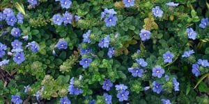 yes, blue daze make excellent ground cover