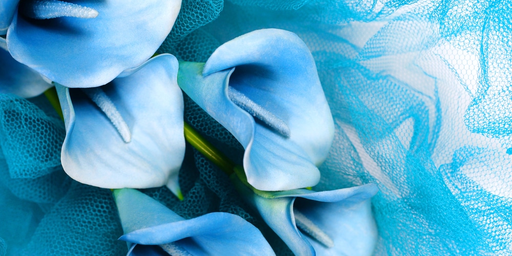 Blue Heart Lilies