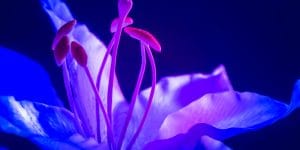 Blue Heart Lilies