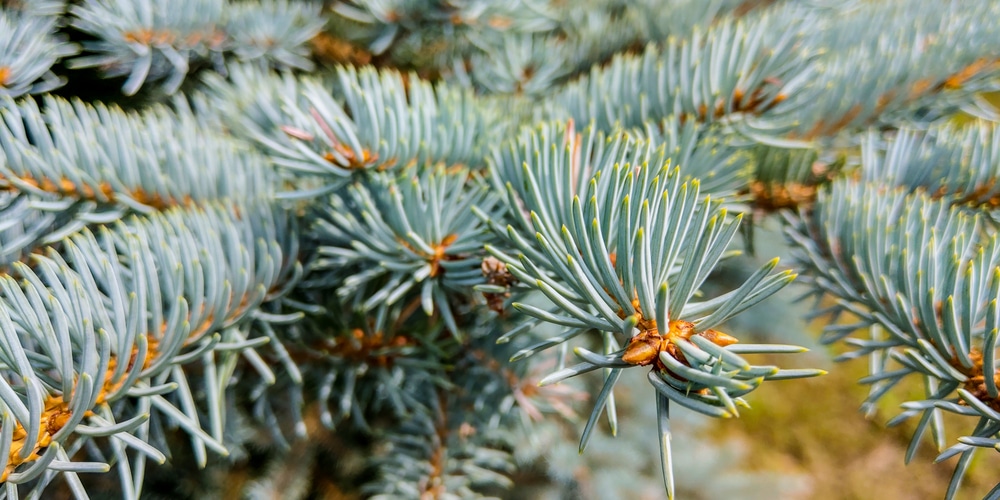 Spruce Trees in Michigan 