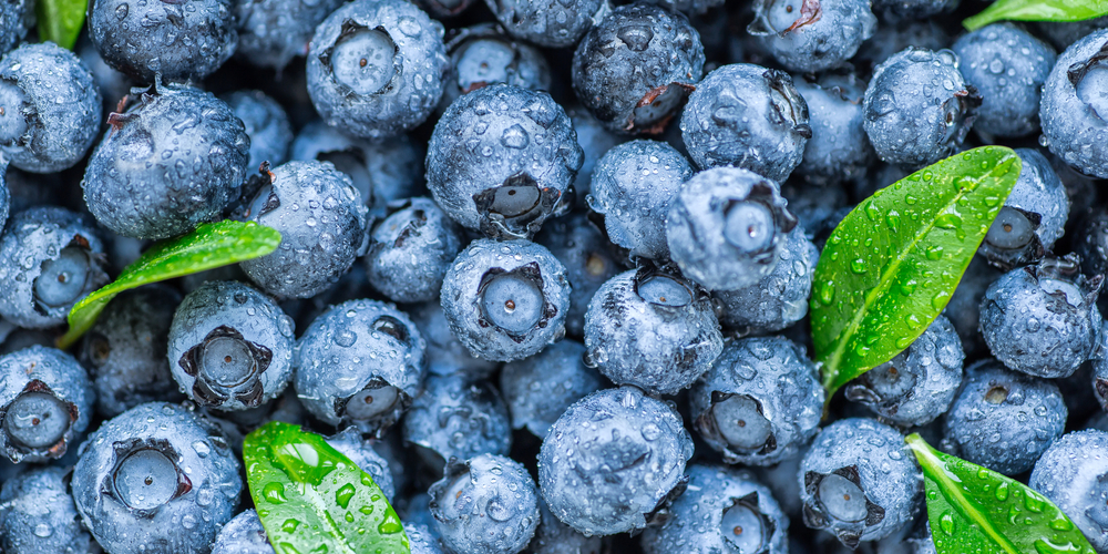 when to plant blueberries in Texas