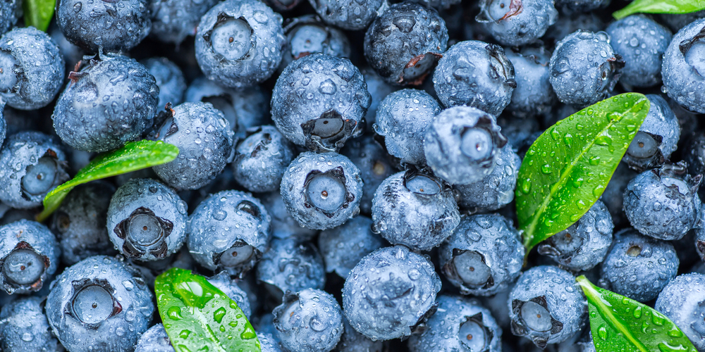 when to plant blueberries in oregon