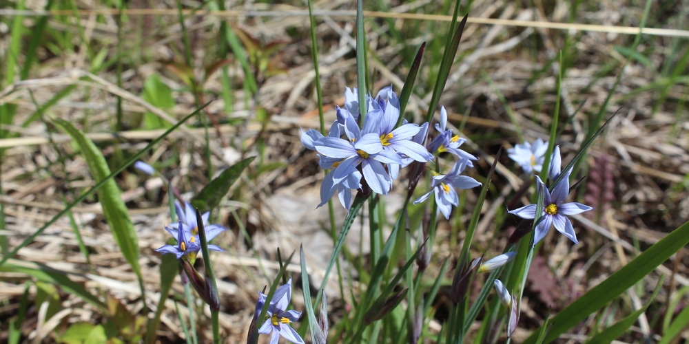 Grass-like plants with purple flowers