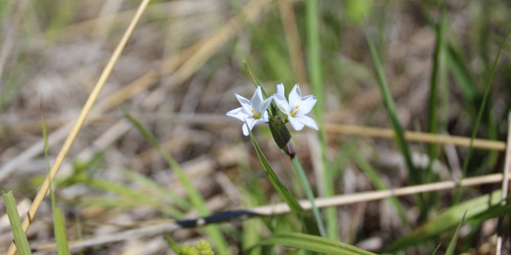 Stout Blue Eyed Grass Illinois