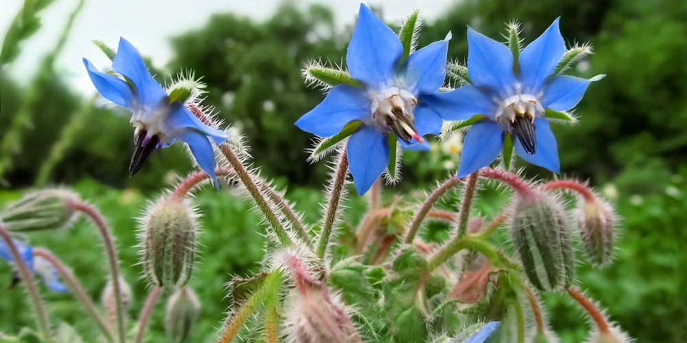 Blue Flowers Idaho