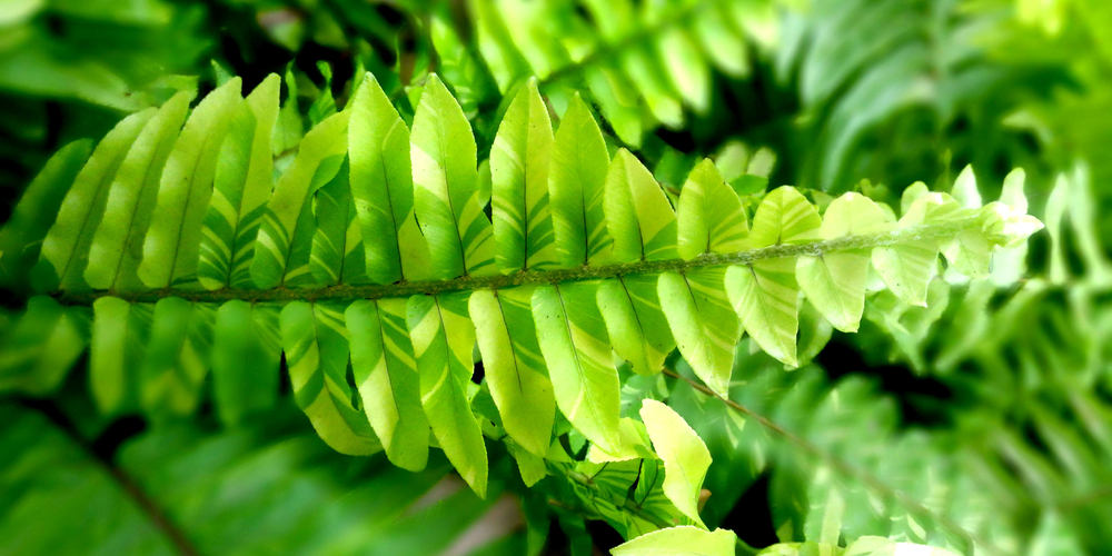 What do ferns symbolize?