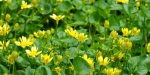 buttercups in lawn