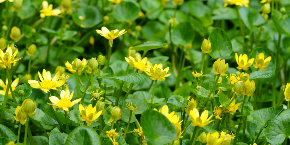 buttercups in lawn