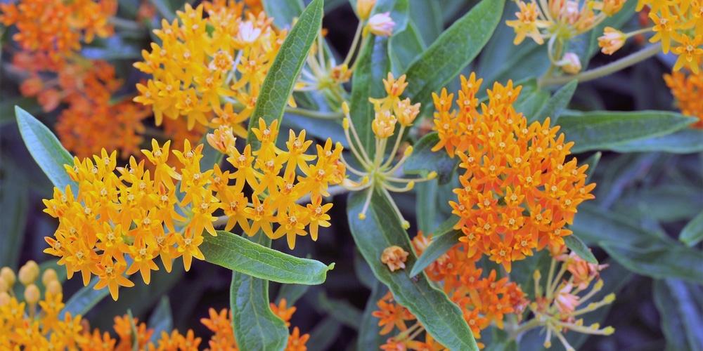 Butterfly Weed vs Milkweed