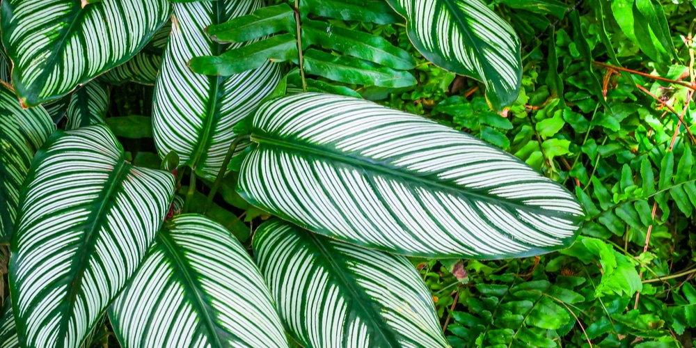 Calathea Ornata