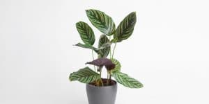 Calathea Ornata