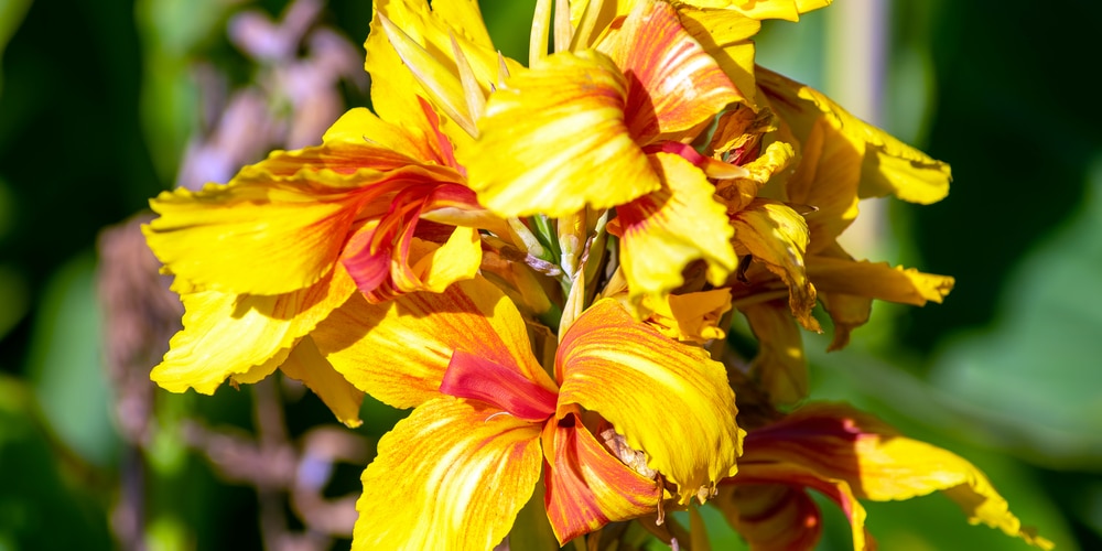 When to plant cannas in zone 5
